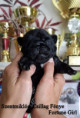 /album/2024-06-14-apa-hch-frantsuzkiy-potseluy-quinton-anya-hch-frantsuzkiy-potseluy-valencia-szentmiklosi-csillag-fenye-first-love-fortune-boy-fortune-girl/szeder-jpg/