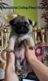 /album/2025-04-04-apa-hch-frantsuzkiy-potseluy-icon-of-style-anya-szentmiklosi-csillag-fenye-wanda-szentmiklosi-csillsg-fenye-hailey-hilary-hugo-hurricane/hugo-jpg/